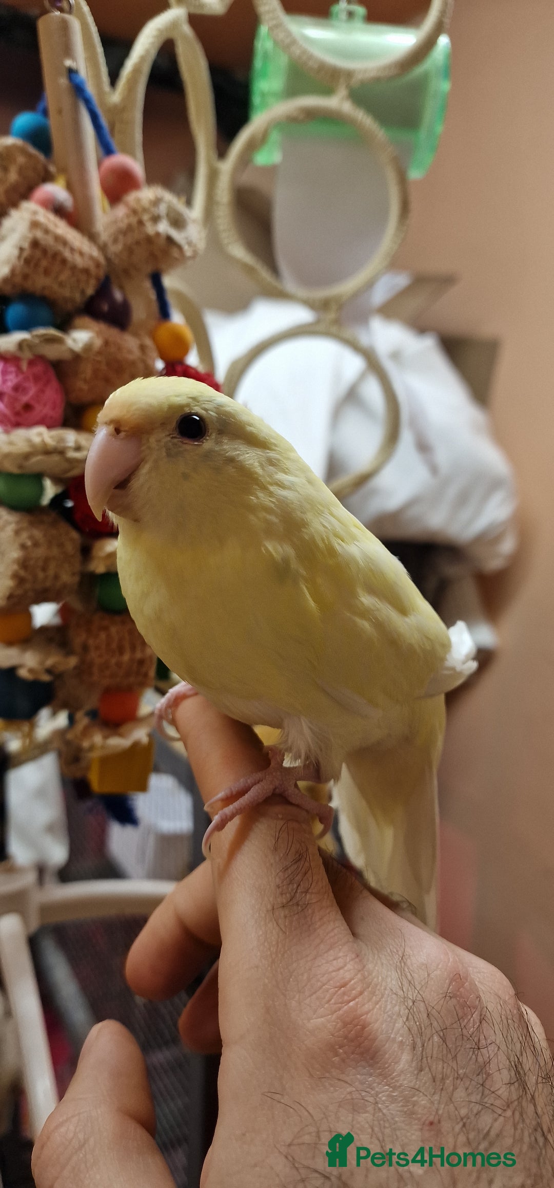 Mixed Breed birds for sale: Kakariki, hand reared ,silly tame - Advert 3