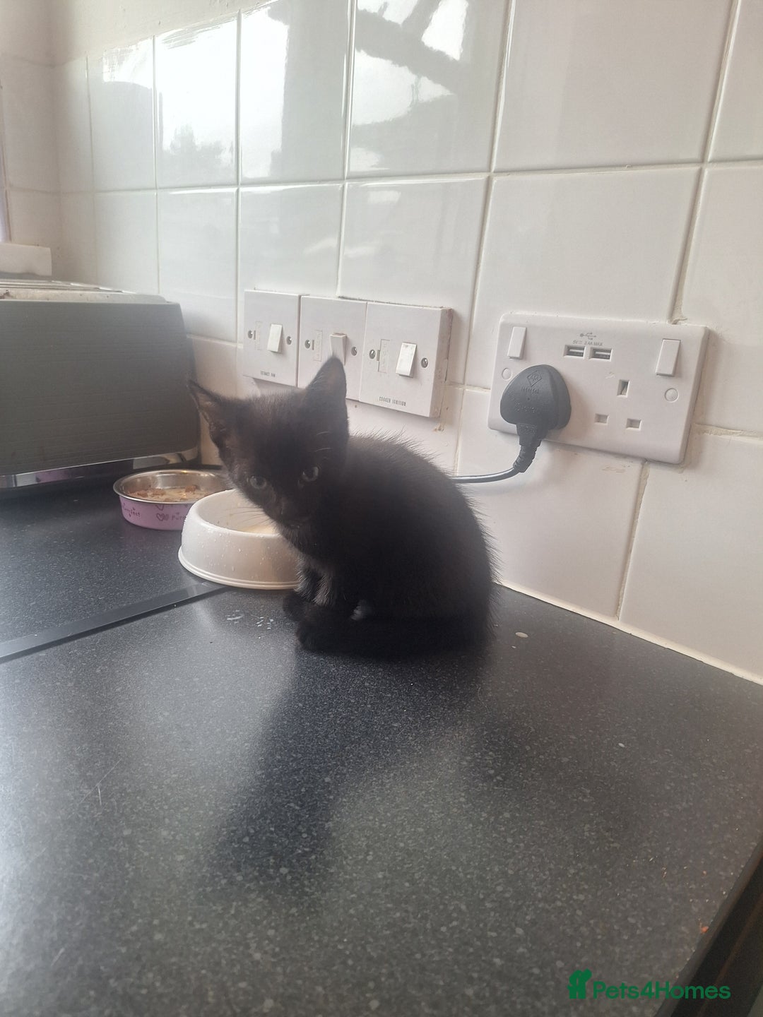 Bombay cats for sale: 3 black girl kitten - Image 8