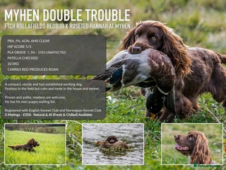Cocker Spaniel dogs in Cranbrook - Advert 1