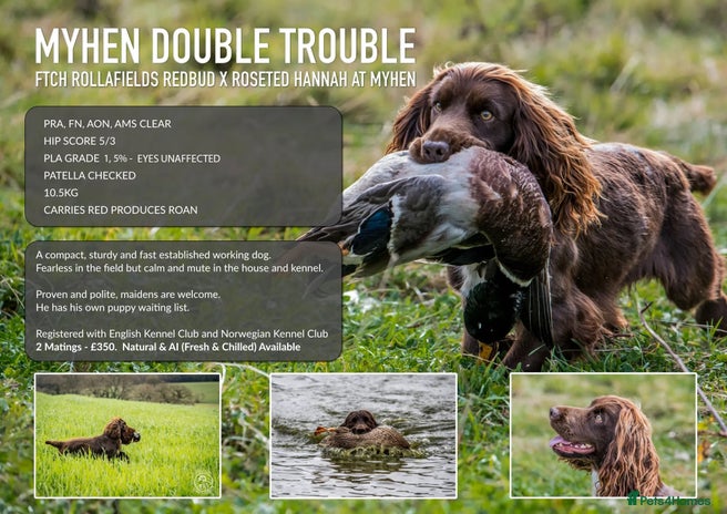 Cocker Spaniel dogs for stud in Cranbrook - Advert 1