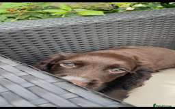 Cocker Spaniel dogs for sale: Last chocolate working cocker spaniel puppy  - Image 5