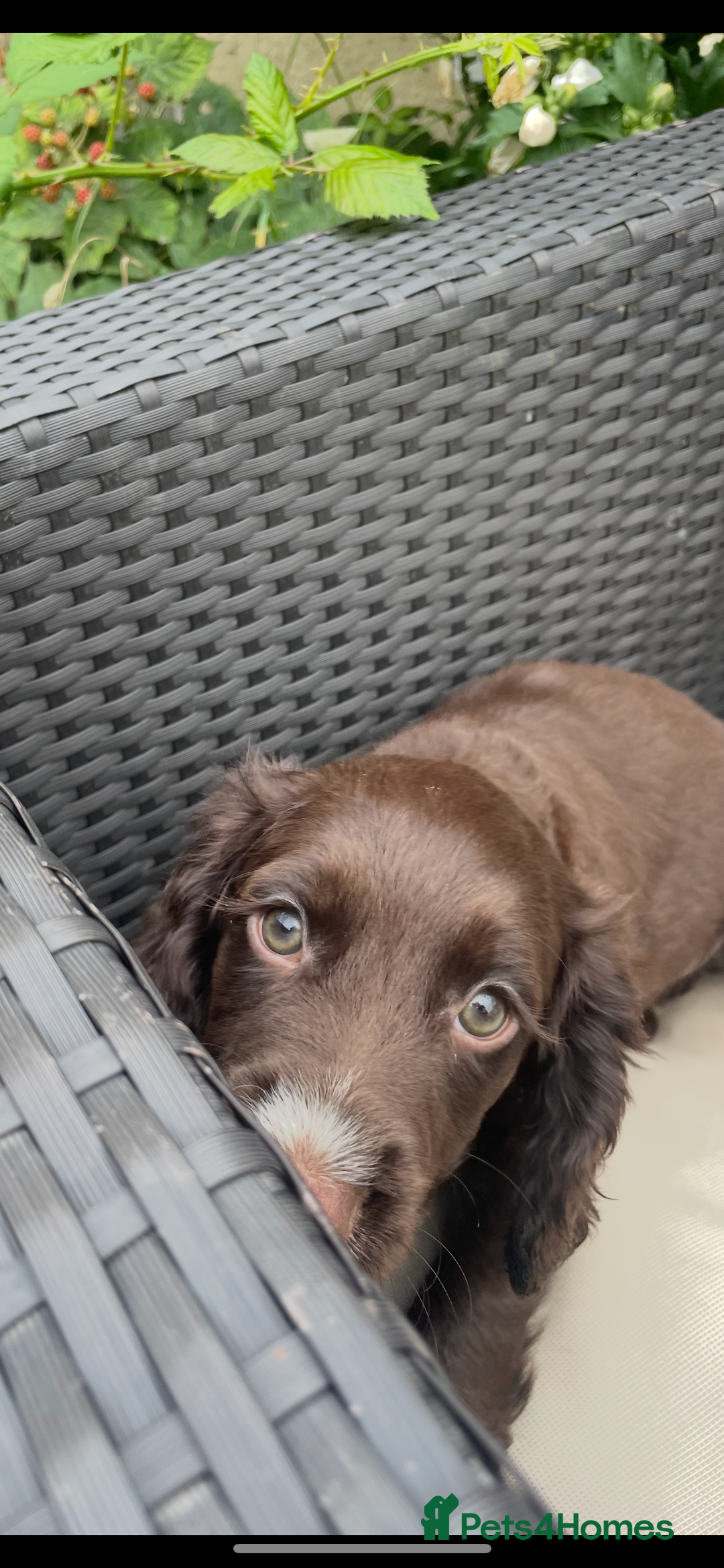 Cocker Spaniel dogs for sale: Last chocolate working cocker spaniel puppy  - Image 5