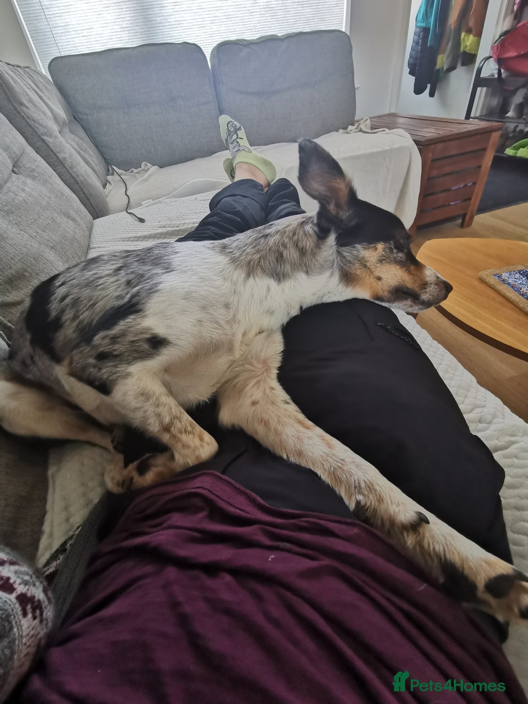 Border Collie dogs for sale: Border Collie looking for a new caring home - Image 12