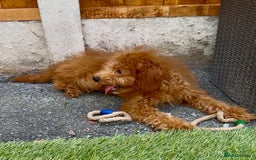 Cavapoo dogs for sale: READY NOW health tested f1b caverpoos  in Bilston - Image 3