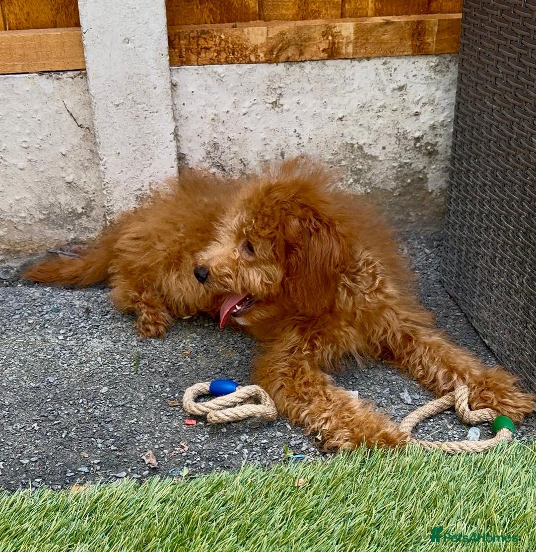 Cavapoo dogs for sale: READY NOW health tested f1b caverpoos  in Bilston - Image 3