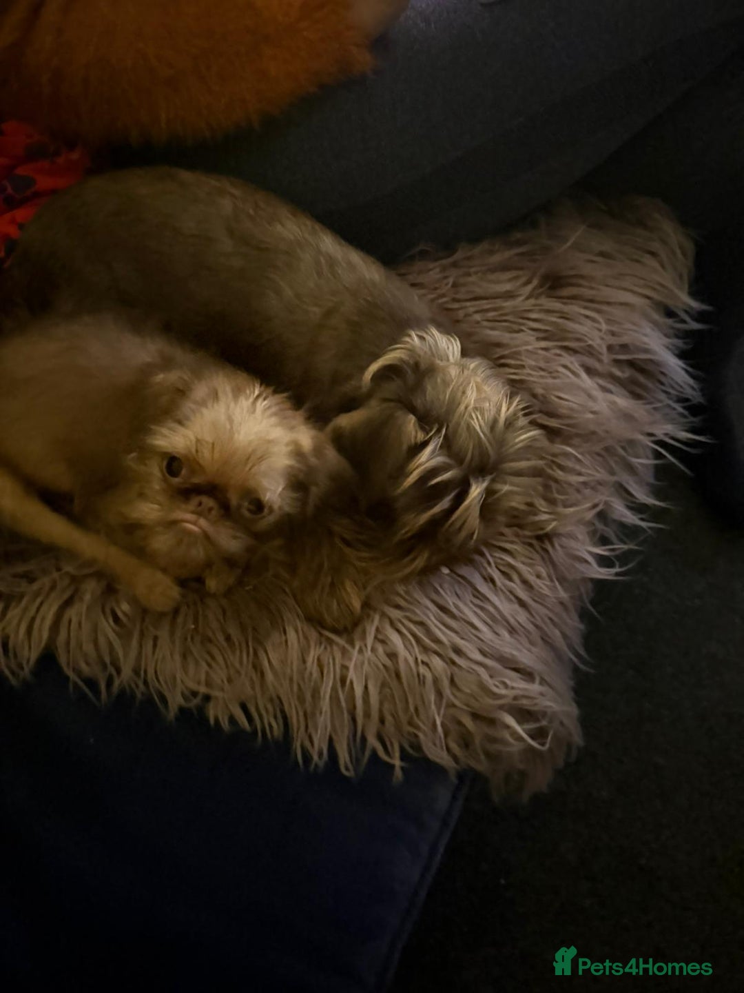 Griffon Bruxellois dogs for sale: Cute Female Griffon  - Advert 5