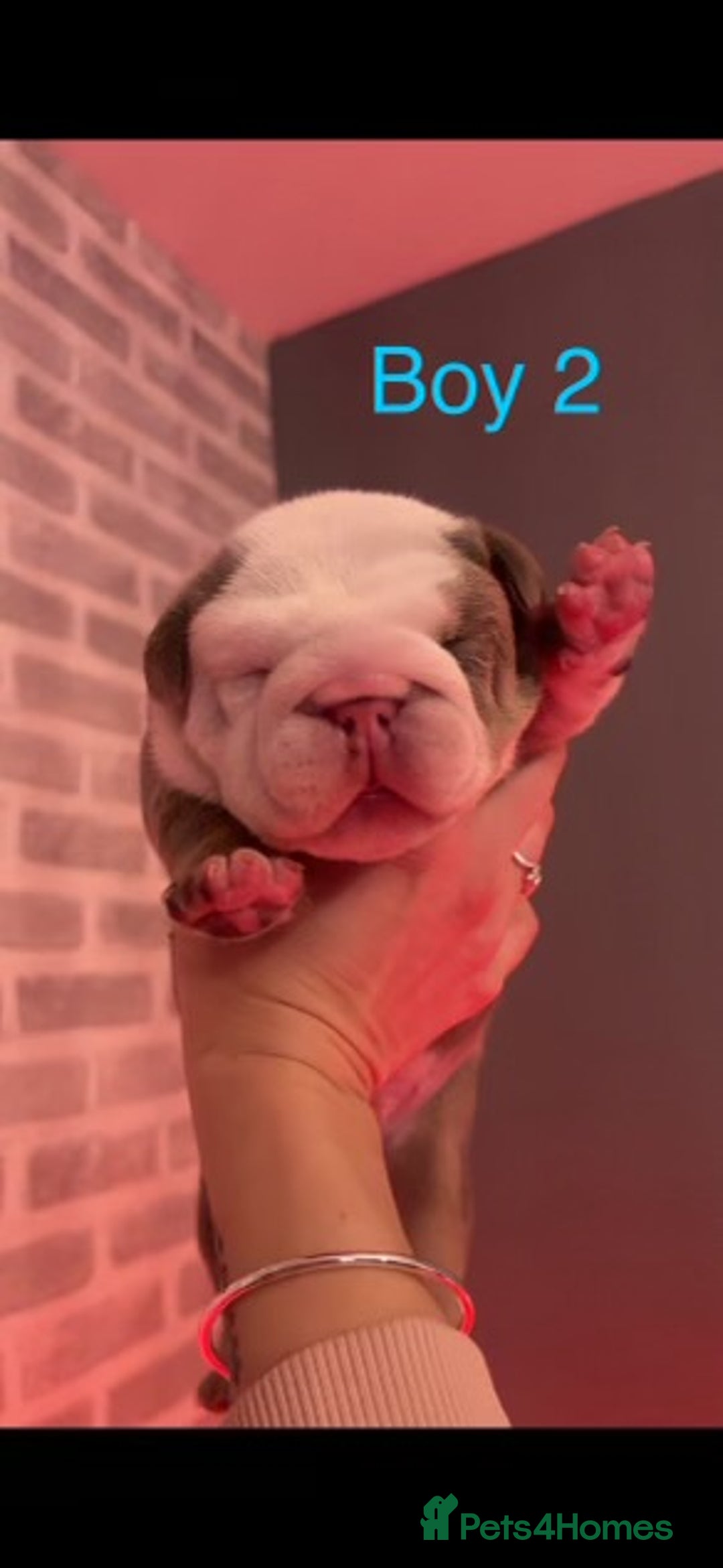 English Bulldog dogs for stud: Chocolate and tan stud includes 2 ai in Walsall - Image 23