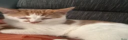 Domestic Shorthair cats for sale: Kitten for rehoming  in Glasgow - Advert 2