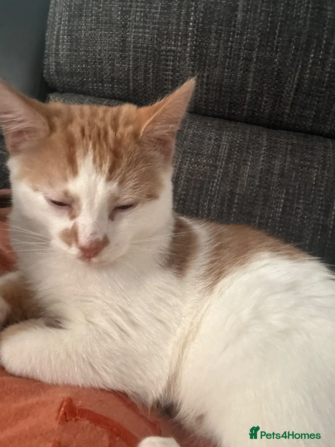 Domestic Shorthair cats for sale: Kitten for rehoming  in Glasgow - Advert 2