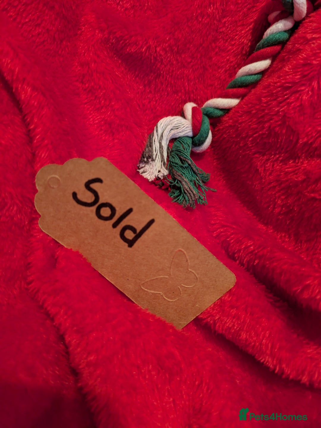 Biewer Terrier dogs for sale: Adorable Purebred Biewers  - Image 7