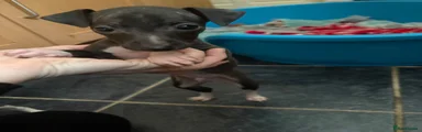 Italian Greyhound 2