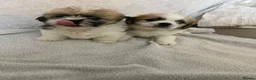 Shih Tzu dogs for sale: 2 shih tzu puppies for sale in Southend-on-Sea - Advert 3
