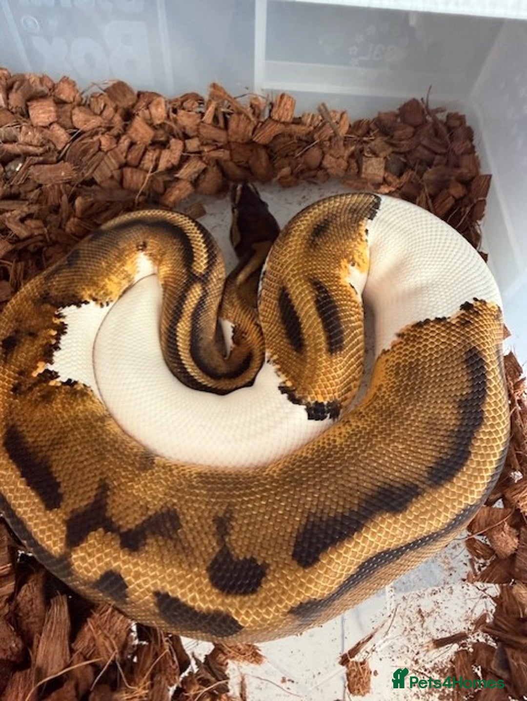 Python Snake reptiles for sale:  Various Ball Pythons special offer this weekend in Bromsgrove - Image 12