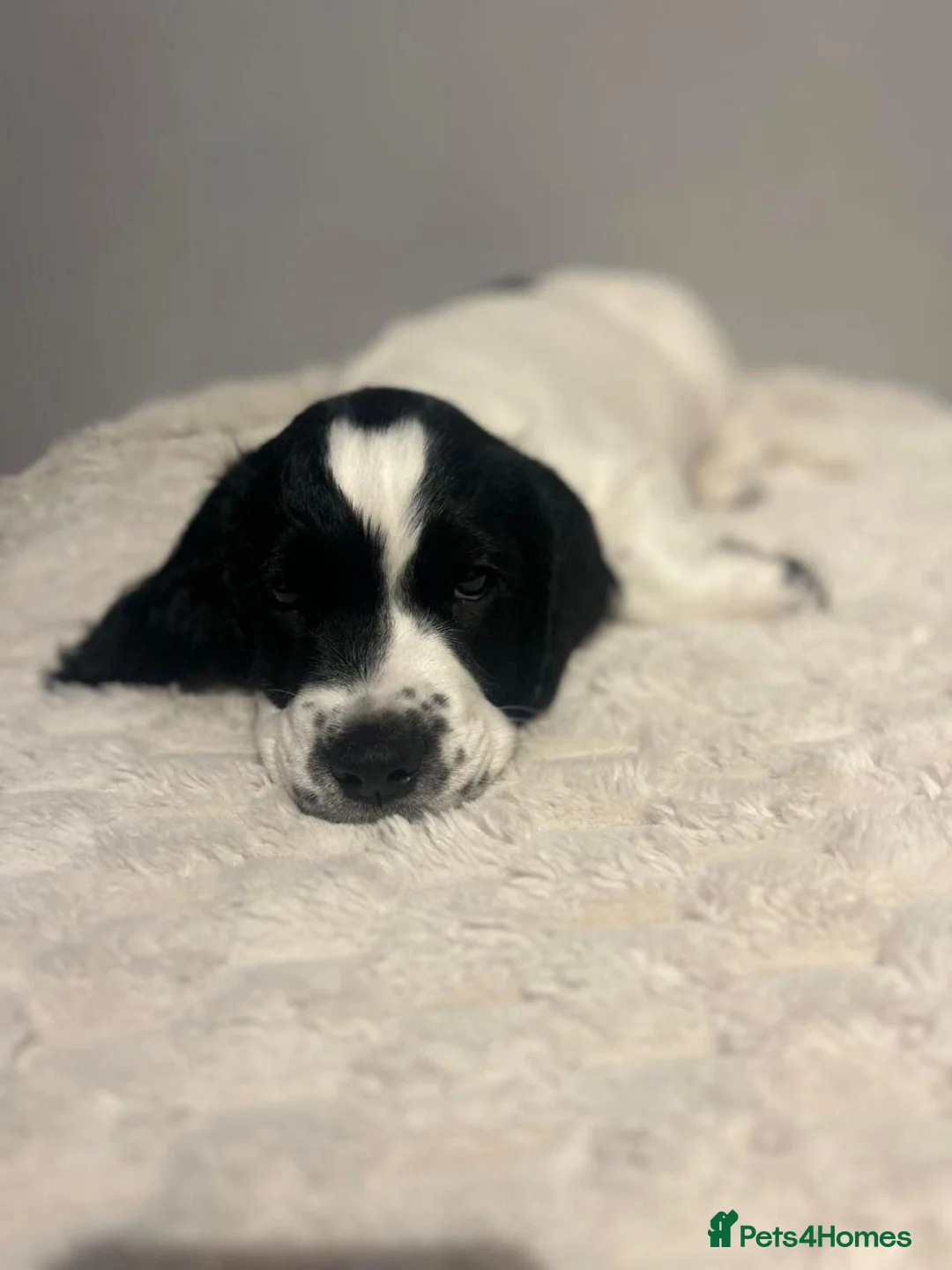 Sprocker dogs for sale: Sprocker Puppies in Pontypool - Advert 12