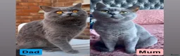 British Shorthair cats for sale: British shorthair kitten - Advert 3
