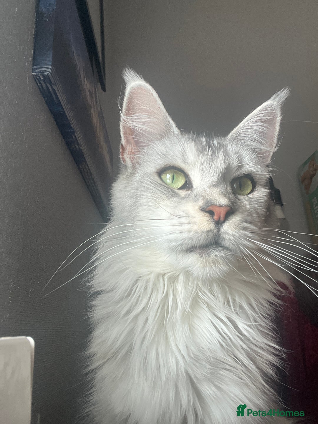Maine Coon cats for sale: Registered russian pedigree silver maine coon girl - Advert 7