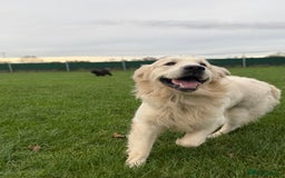 Golden Retriever dogs for stud: KC English CREAM retriever STUD…. - Advert 12