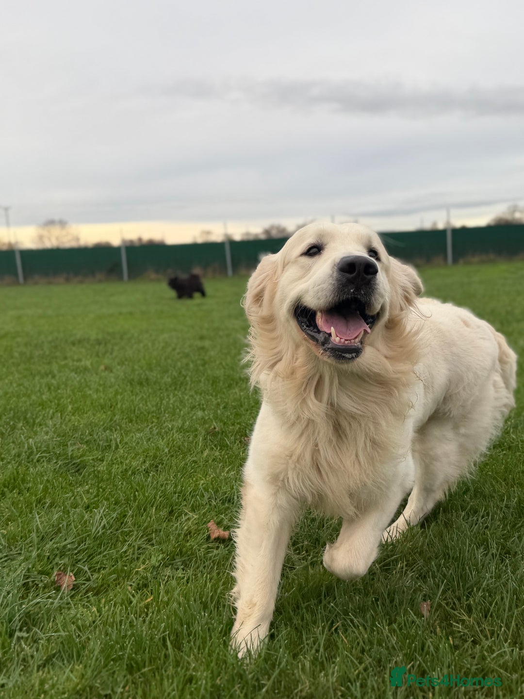 Golden Retriever dogs for stud: KC English CREAM retriever STUD…. - Advert 12