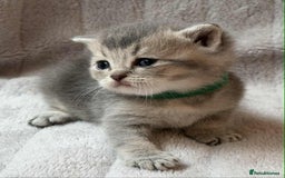 British Shorthair cats for sale: Lovely British Shorthair Golden TiCA - Image 5