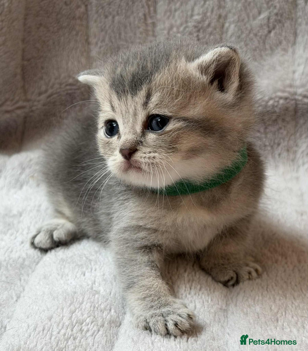 British Shorthair cats for sale: Lovely British Shorthair Golden TiCA - Image 5