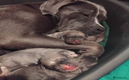 Cane Corso dogs for sale: Cane Corso looking forever home - Image 4
