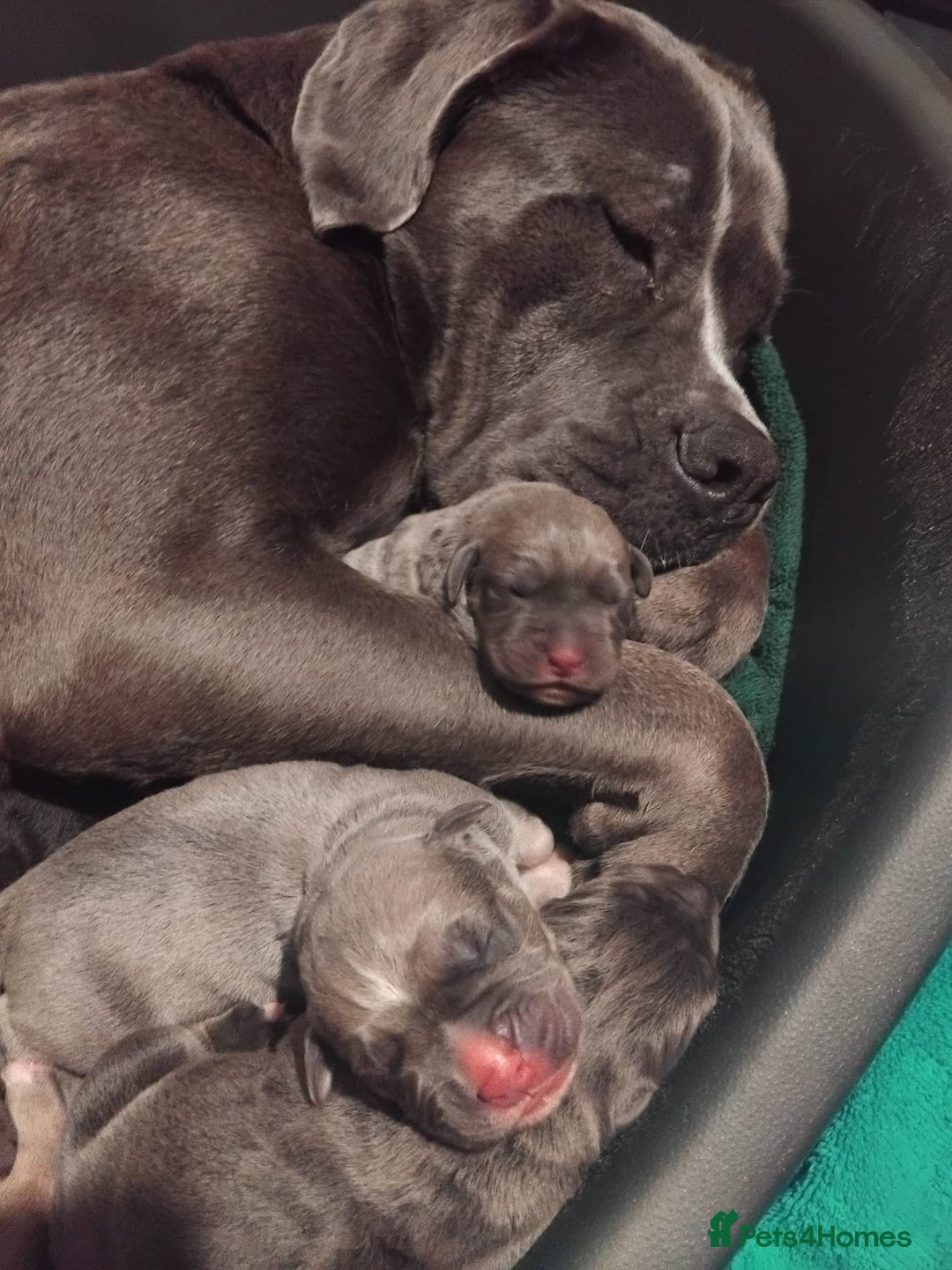 Cane Corso dogs for sale: Cane Corso looking forever home - Image 4