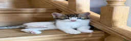 Mixed Breed cats for sale: Cute cats  - Advert 4