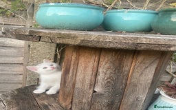Turkish Van cats for sale: Gorgeous & Loving Turkish Van Kittens - Image 5