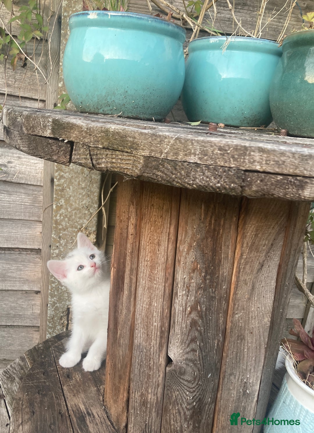 Turkish Van cats for sale: Gorgeous & Loving Turkish Van Kittens - Image 5