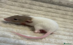 Rat rodents for sale: Baby rats (males and females) - Image 9