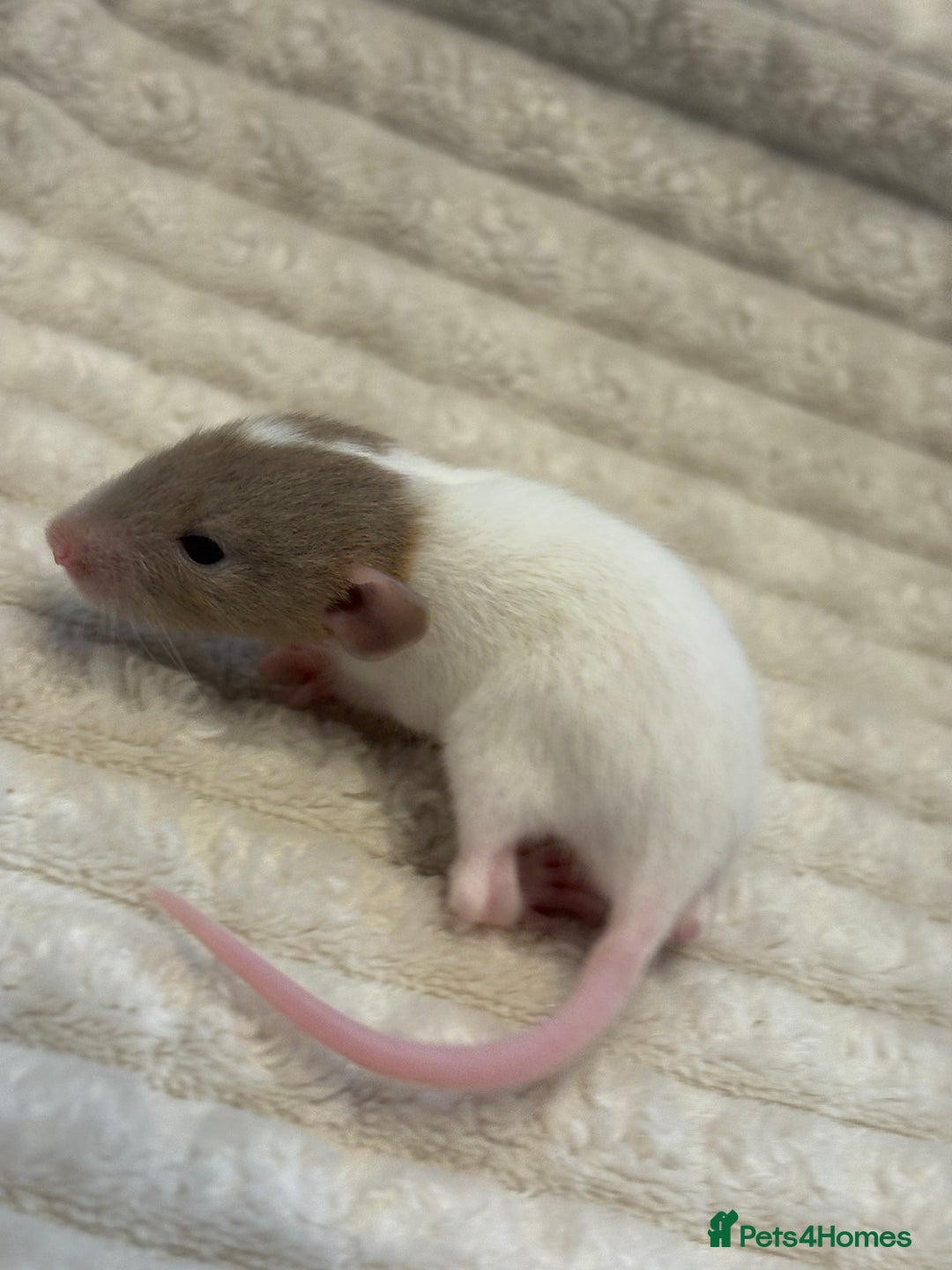 Rat rodents for sale: Baby rats (males and females) - Image 9
