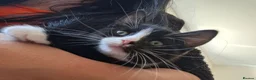 Mixed Breed cats for sale: 2 female kittens left - Advert 3