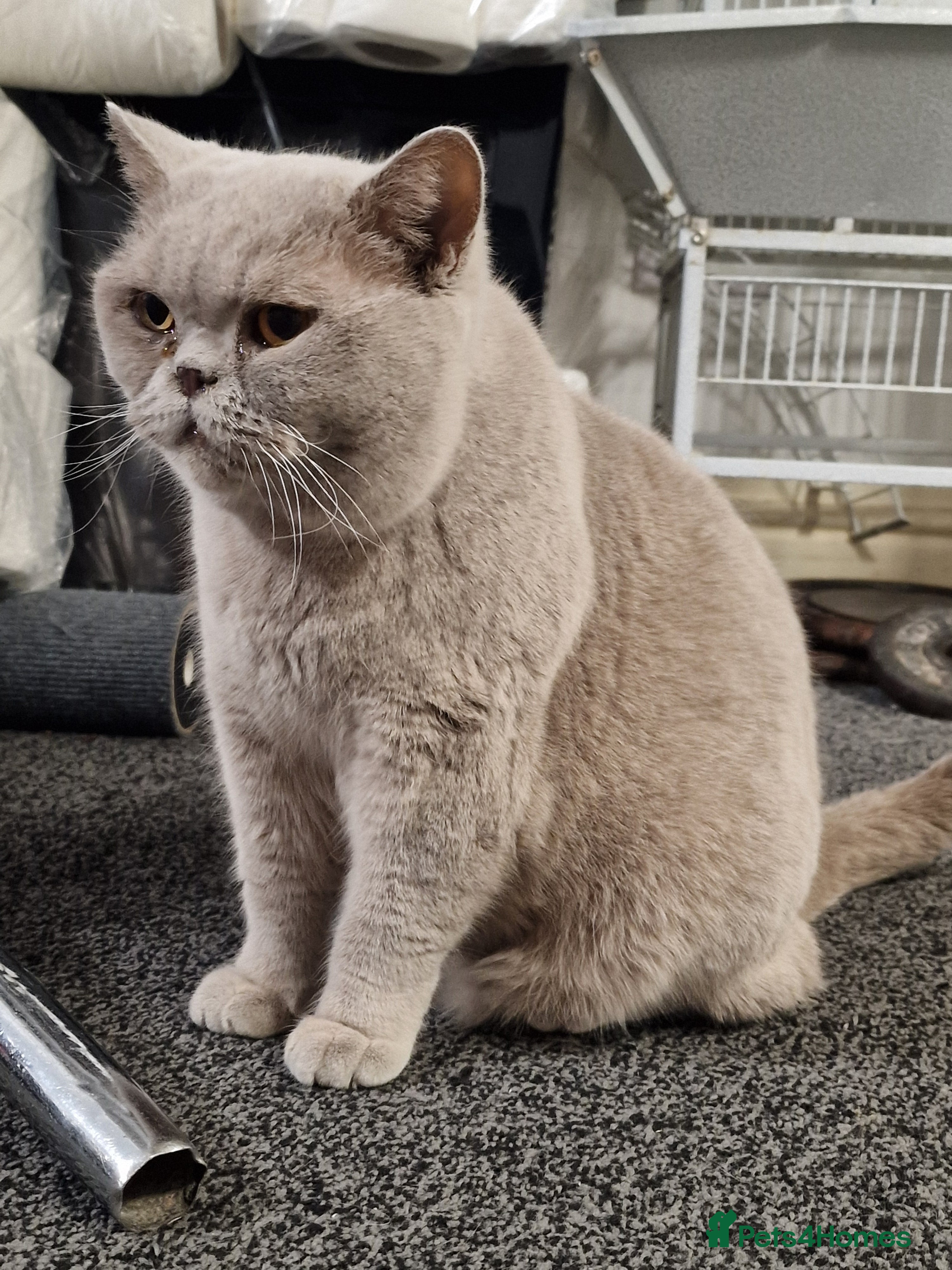 British Shorthair cats Female Lilac British Shorthair  - Advert 2
