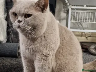 British Shorthair cats Female Lilac British Shorthair - Advert 2