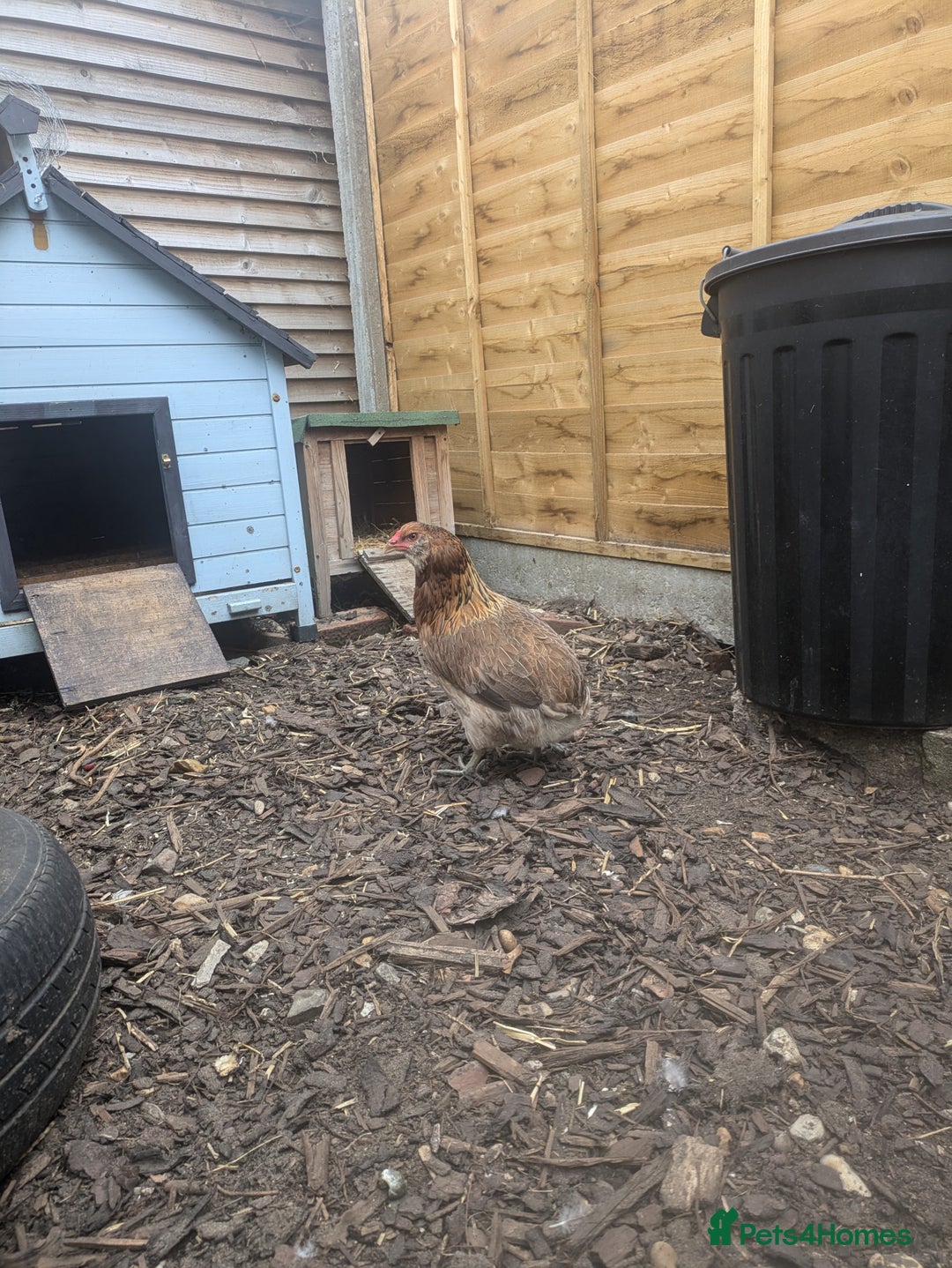 Hens poultry for sale: Bantam Arucana and silkie - Image 8