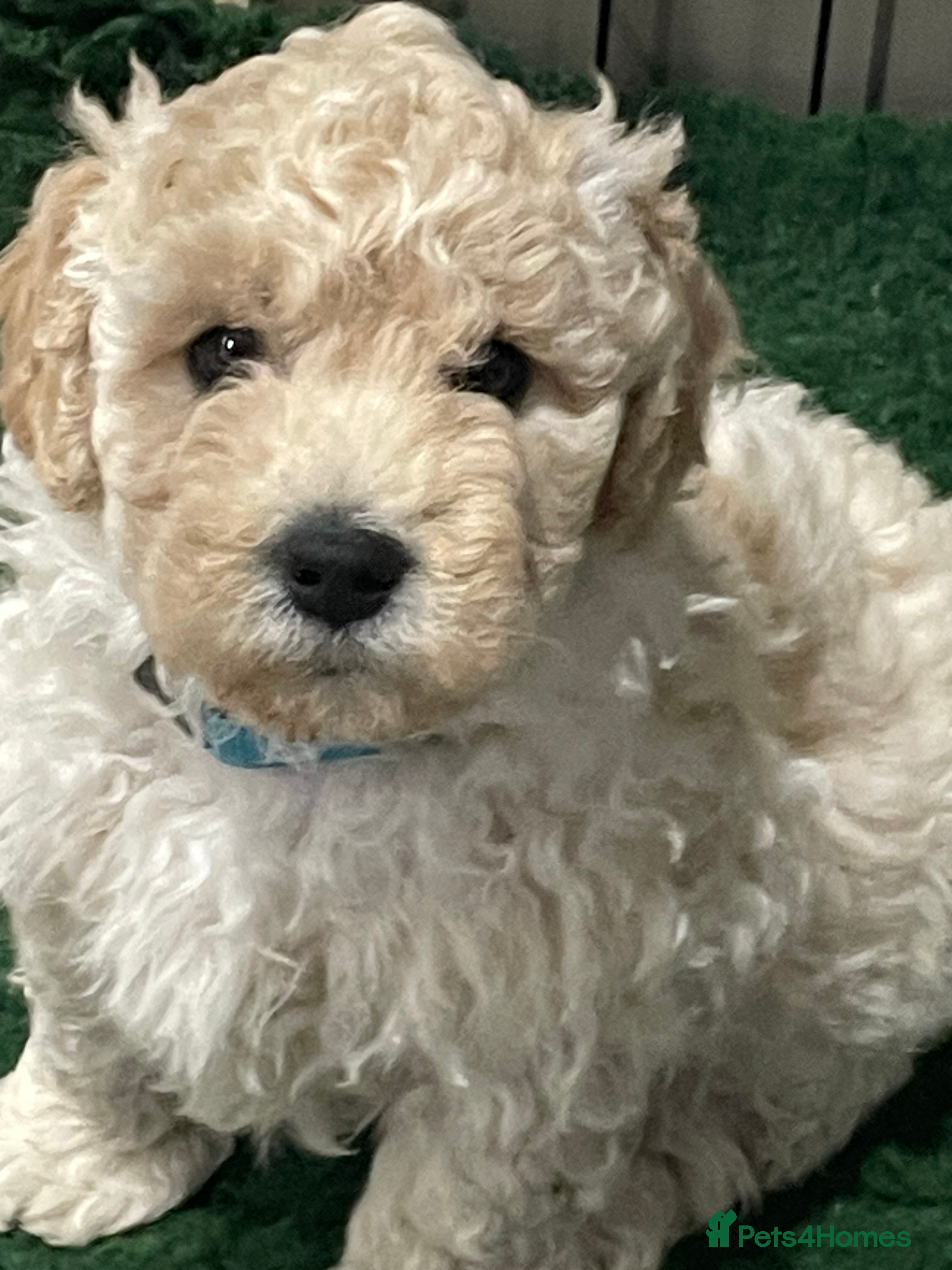 Double Doodle dogs Miniature double doodle puppies - Advert 6