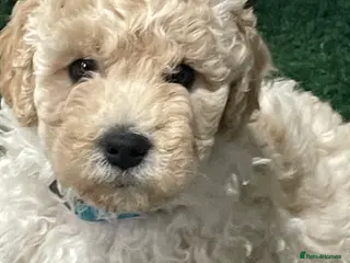 Double Doodle dogs Miniature double doodle puppies - Advert 6