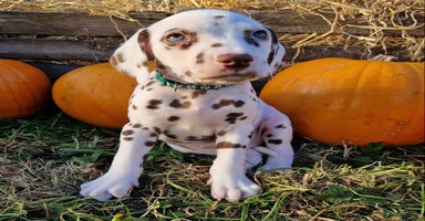 Dalmatian dogs - Advert 2