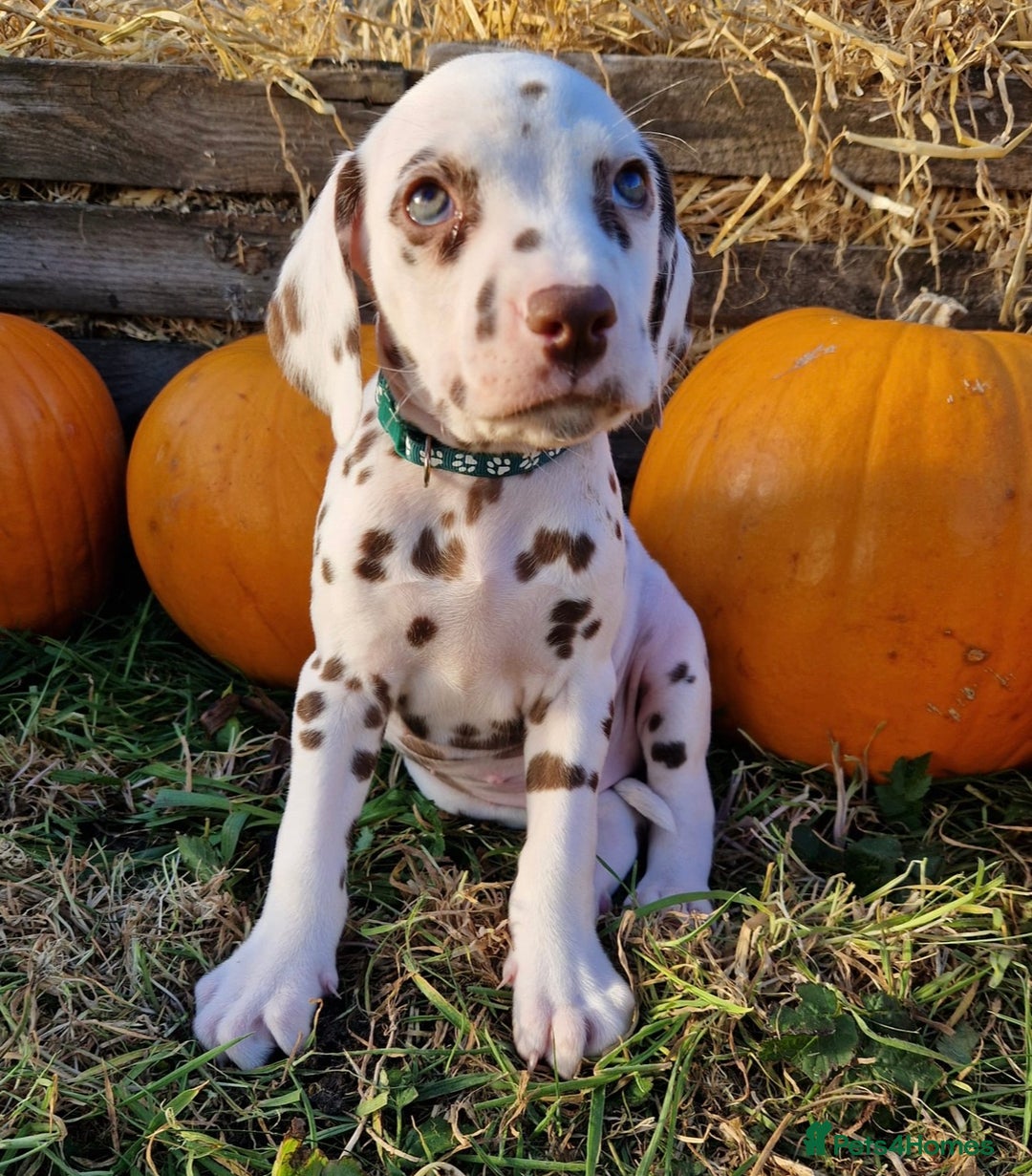 Dalmatian dogs for sale: KC Registered Dalmatian Puppies  - Advert 3