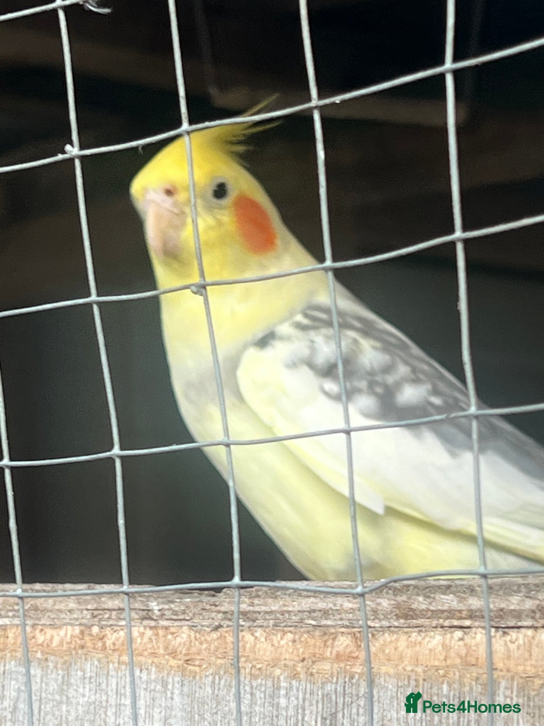 Cockatiels birds for sale: Selling all my cockatiels. All 11 for sale  - Advert 1