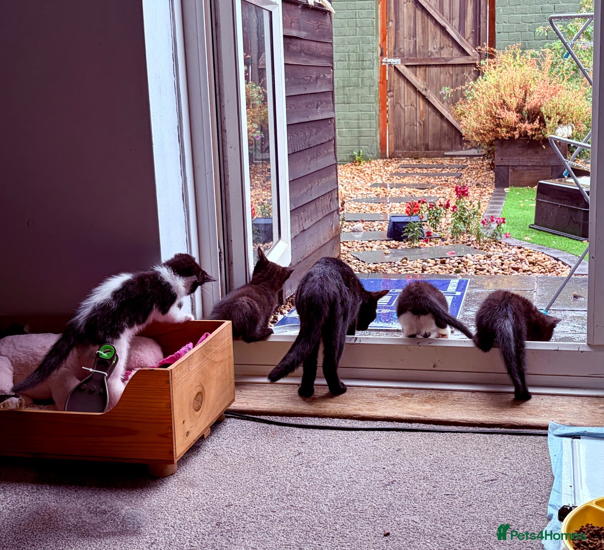 British Shorthair cats Kittens ready to be homed - Advert 4