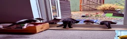 British Shorthair cats for sale: Kittens ready to be homed - Advert 1