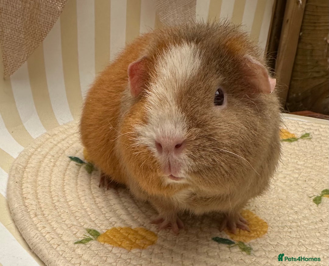 Guinea Pig rodents for sale: Teddy guinea pigs  - Image 19