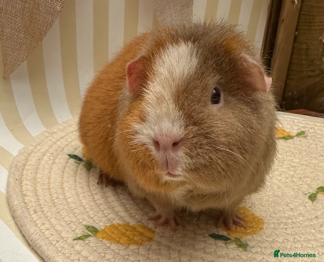 Guinea Pig rodents for sale: Teddy guinea pigs  - Advert 19