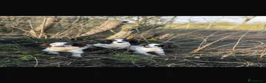 English Springer Spaniel 5