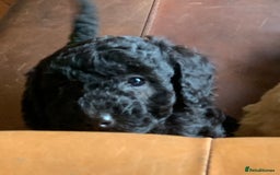 Cockapoo dogs for sale: Cute as Buttons! Cockapoo Puppies for Sale - Image 5
