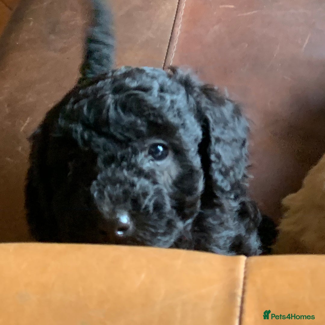Cockapoo dogs for sale: Cute as Buttons! Cockapoo Puppies for Sale - Image 5