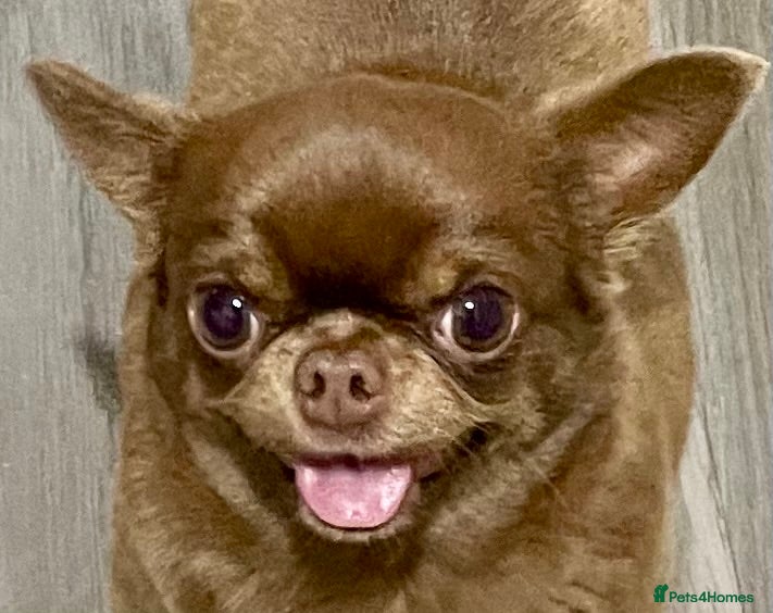Chihuahua dogs Two KC rare Russian, 3 year old Chihuahuas - Advert 20