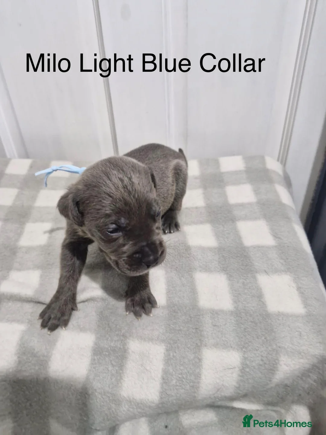 Cane Corso dogs for sale: 10 beautiful Cane Corso puppies - Advert 14