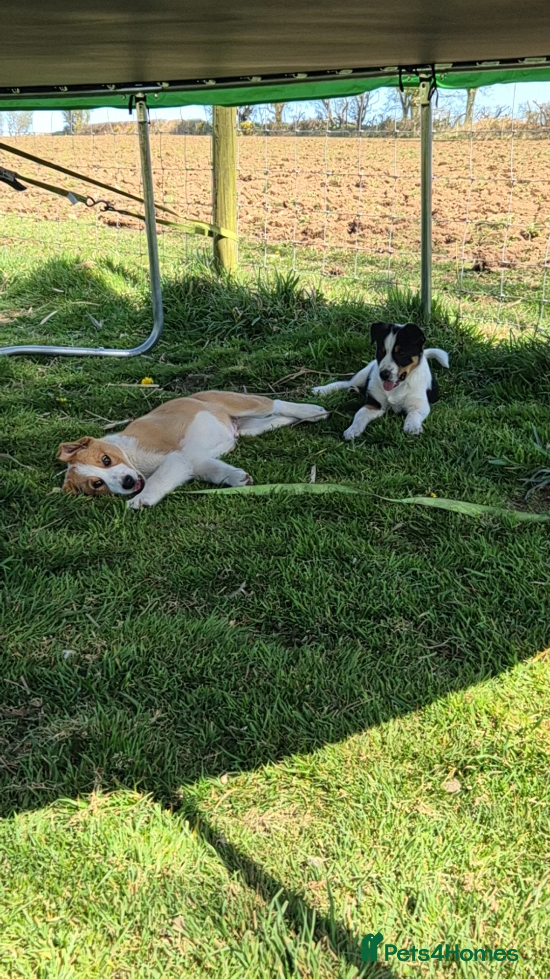 Border Collie dogs for sale: Collie puppies  - Advert 5